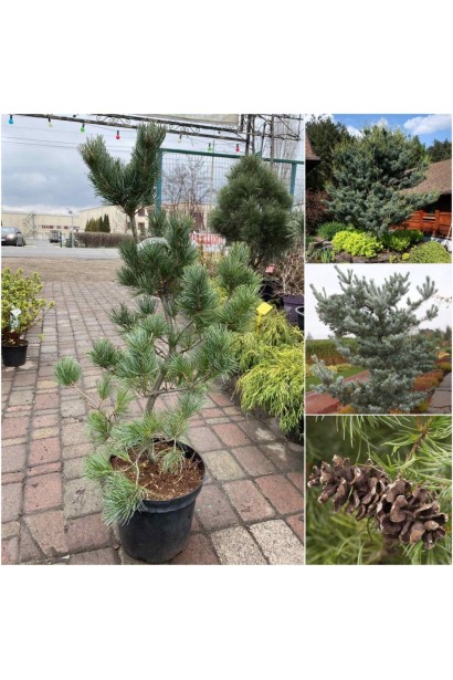 Сосна дрібноквіткова Темпельгоф  опис